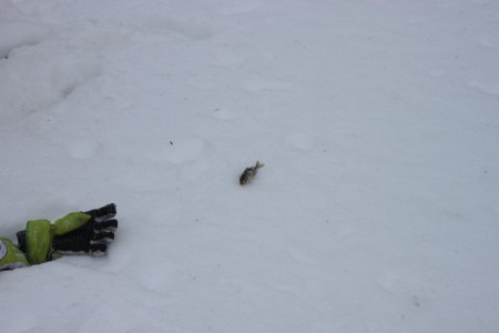 Stora fiskar dras uppPimpeltävling 2013 